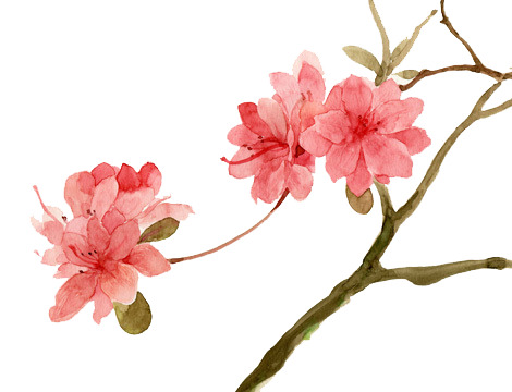 粉色花瓣工笔画，高清PNG透明漂浮元素，创意图片设计素材下载
