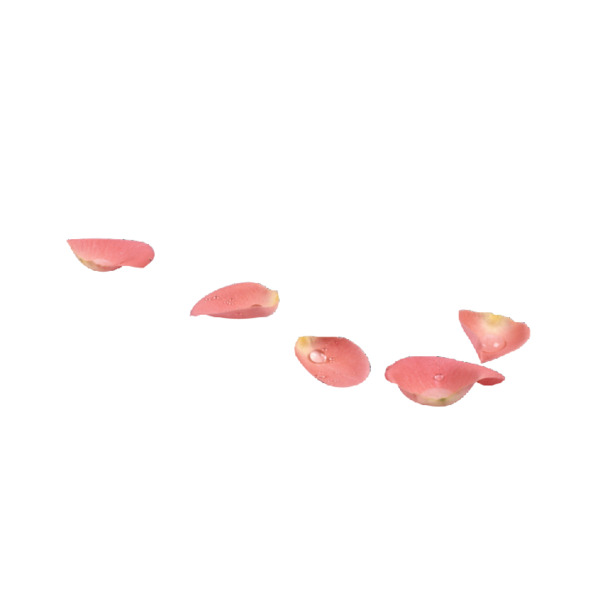 花瓣漂浮PNG透明素材，高清下载，设计元素丰富多样