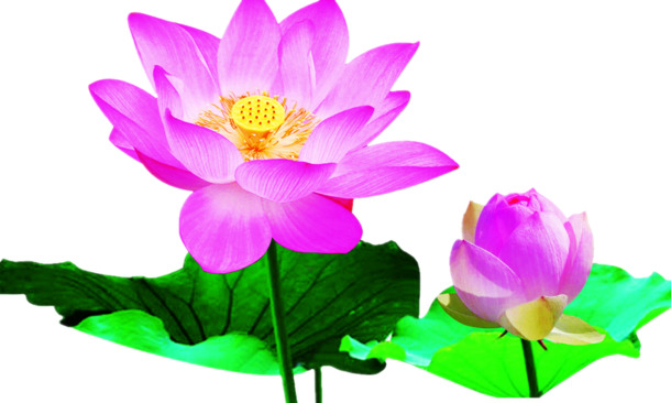 绝美荷花抠图，高清PNG透明花瓣，漂浮元素设计素材，免费下载