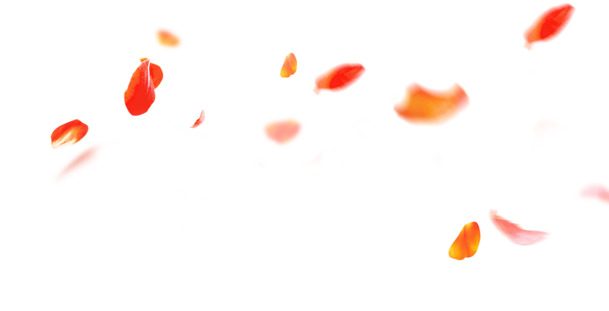 飞舞花瓣PNG透明图，高清漂浮元素，设计素材下载