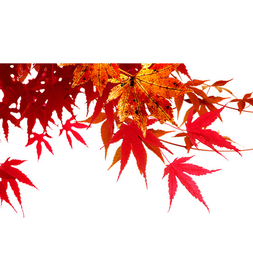 枫叶PNG透明图，高清漂浮叶子设计素材，免费下载