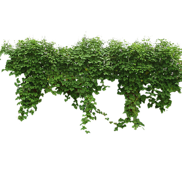 藤蔓PNG透明图片，高清植物装饰元素，设计素材下载