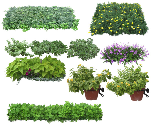 绿色植物PNG透明图集，高清装饰元素，设计素材免费下载