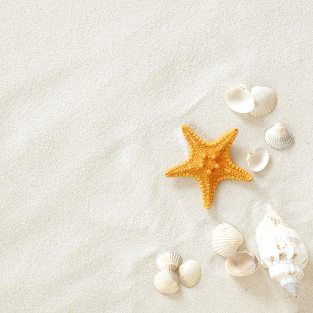 海星PNG透明图，高清沙滩元素，装饰特效设计素材下载