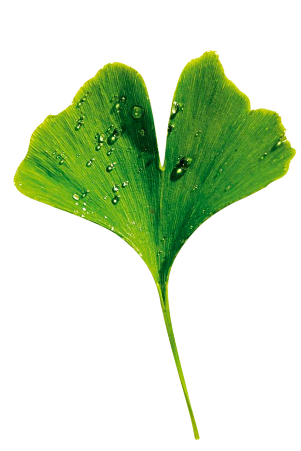 银杏白果叶高清PNG透明图片，精美植物叶子装饰元素，设计素材下载