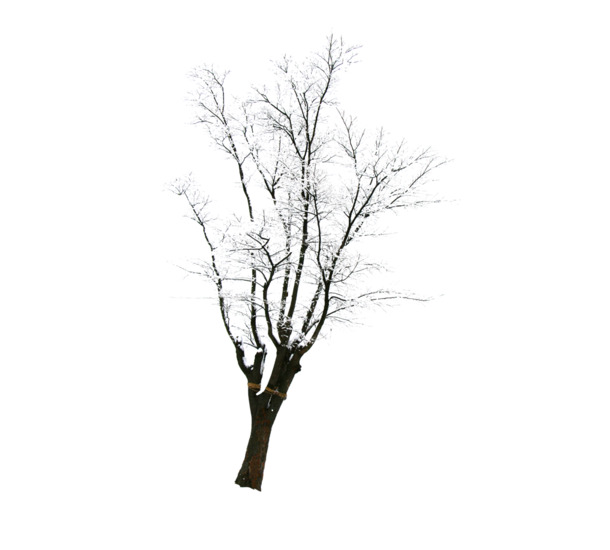 雪景圣诞树PNG透明图，高清节日素材，免费下载