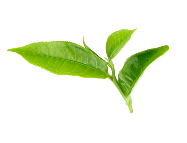绿色茶叶PNG透明图，动植物元素，高清设计素材下载