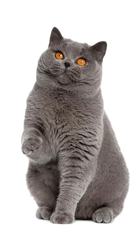 宠物猫PNG透明图片，动植物元素设计素材，高清下载