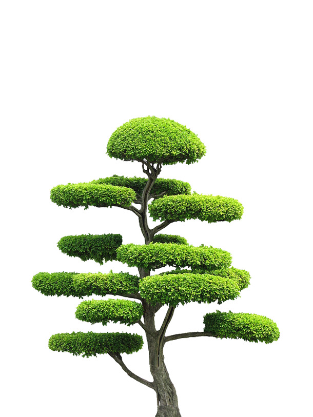 高清PNG透明图片，层层叠叠绿色大树，动植物元素丰富，植物设计素材下载