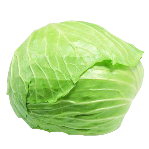 大平包菜高清PNG透明图，动植物元素植物素材，免费下载