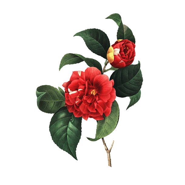 复古山茶花插画，红色高清PNG透明图片，动植物元素丰富，设计素材免费下载