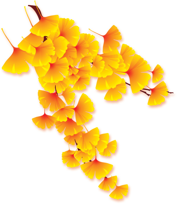 卡通银杏叶PNG透明图，动植物元素设计素材高清下载