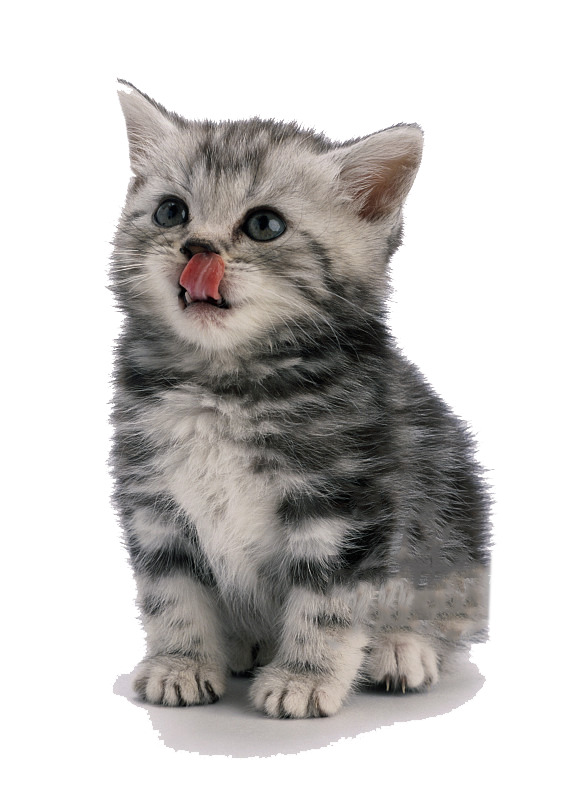 等食小猫PNG透明图，高清动植物元素，动物图片设计素材下载