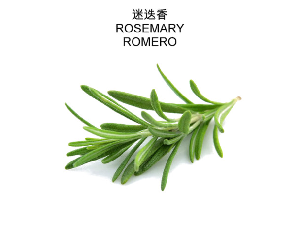 迷迭香PNG透明图片，高清绿色动植物元素，设计素材免费下载