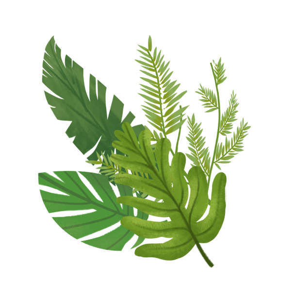 绿色树叶插画，高清PNG透明动植物元素，植物图片素材下载
