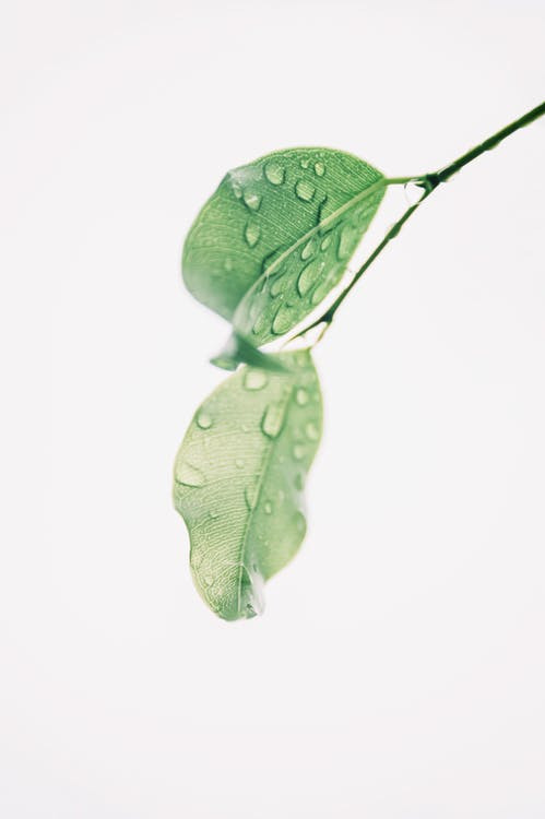 高清PNG绿色叶子水珠动植物元素植物背景透明图片素材下载
