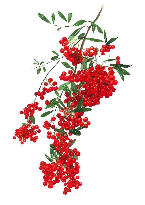 黄玉樱桃PNG透明图片，高清动植物元素，设计素材免费下载