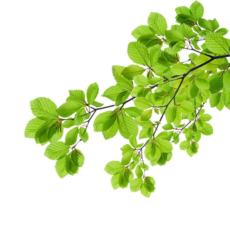 春天绿意盎然，高清PNG透明树发芽动植物图片，植物设计素材免费下载