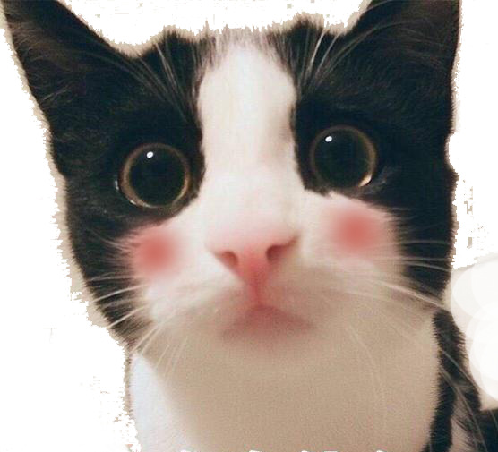 小猫脸红萌态PNG透明图，动植物元素设计素材高清下载