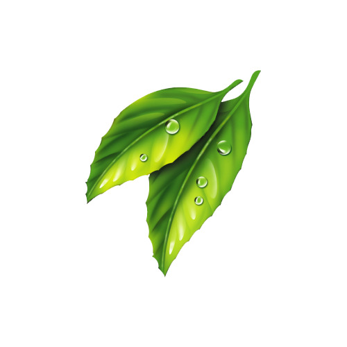 高清露珠叶子PNG，透明动植物元素，创意植物图片设计素材下载