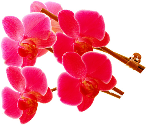 情人节红色花枝高清PNG透明图，节日元素设计素材免费下载