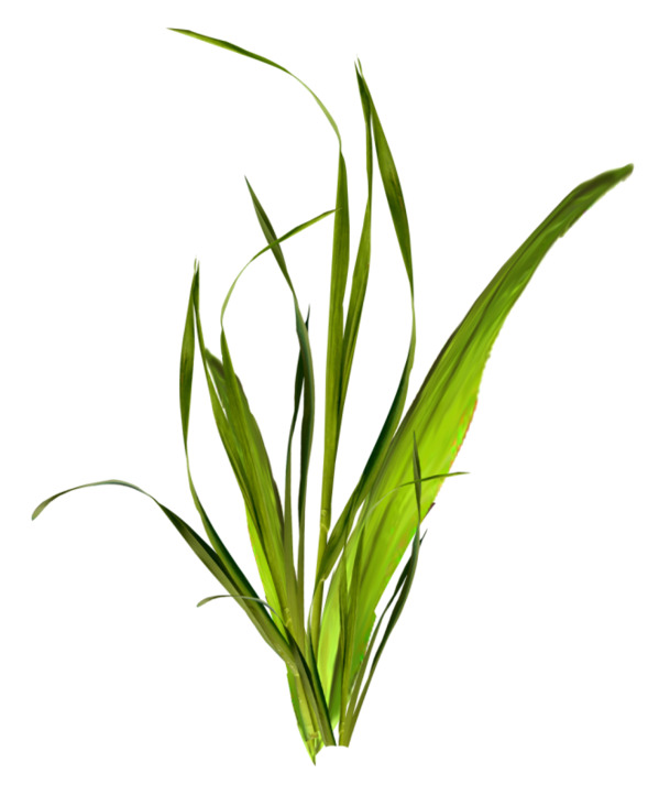 野草小草PNG透明图，高清动植物元素，植物设计素材下载