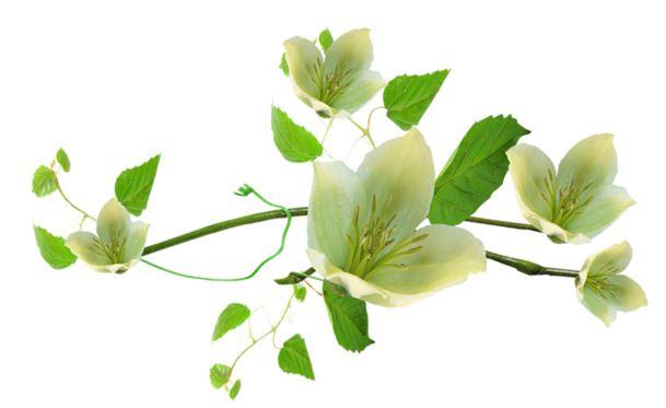 苹果花绿叶高清PNG透明素材，漂浮花瓣设计元素，免费下载