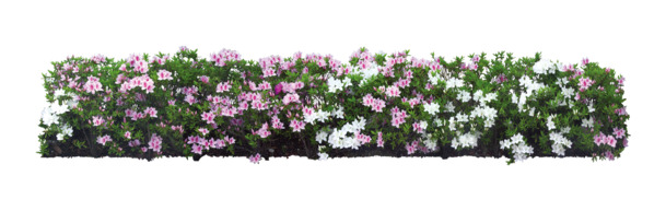 白色花圃PNG透明图，动植物元素丰富，高清素材下载
