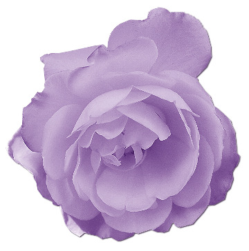 水彩粉红花朵PNG透明图，高清花瓣漂浮元素，设计素材下载