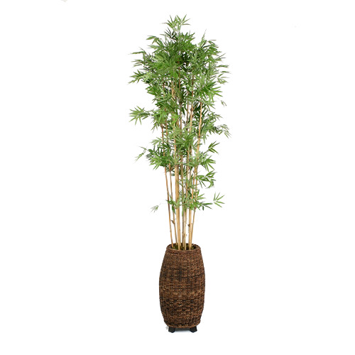 家居编织花盆与盆栽竹子PNG透明图，动植物元素丰富，高清下载素材