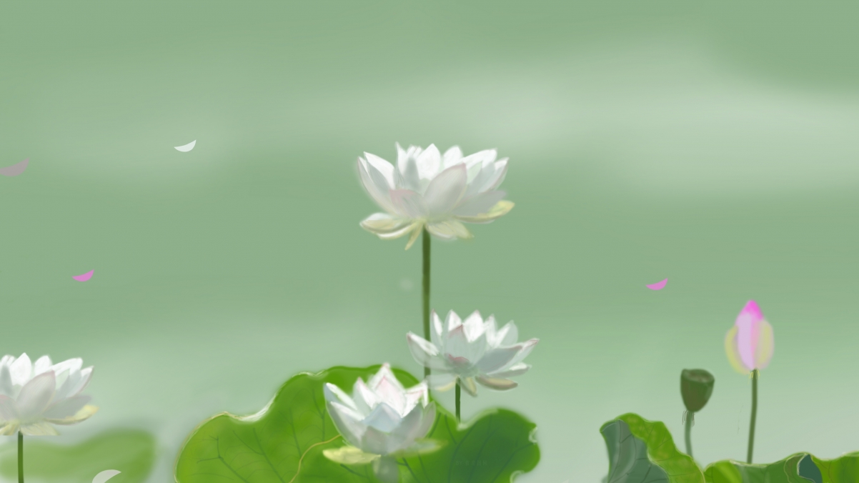 清新护眼，亭亭玉立白荷花4K高清壁纸，3840x2160超清下载