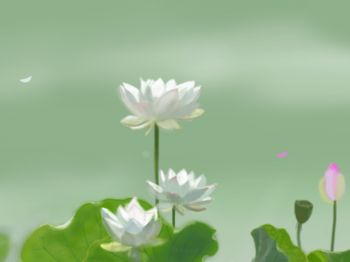 清新护眼荷花壁纸，白色调调，平板电脑高清大图，2732x2048免费下载