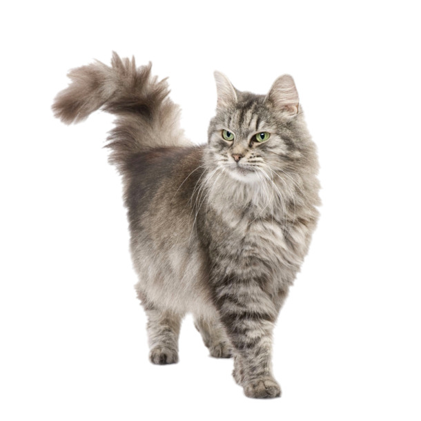 花猫毛发竖立高清PNG，透明背景动物图片素材，免费下载