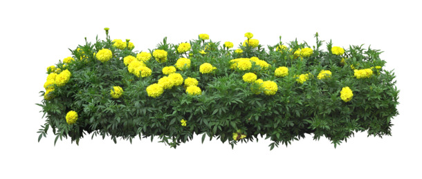 黄色菊花PNG透明图，动植物元素设计素材，高清下载