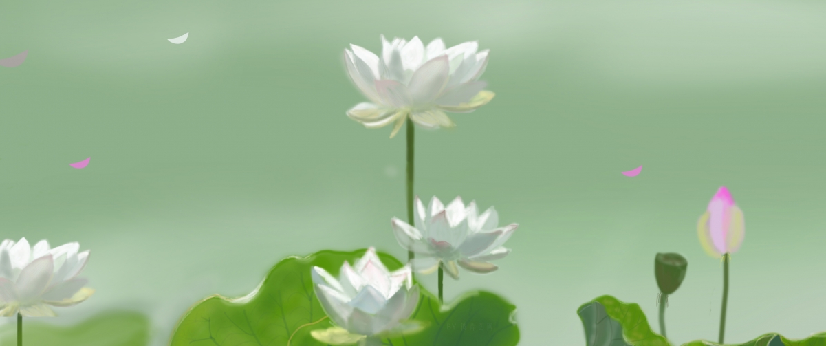 原创白色荷花小清新护眼壁纸，高清4K风景图片，带鱼屏适配，3440x1440分辨率，免费下载
