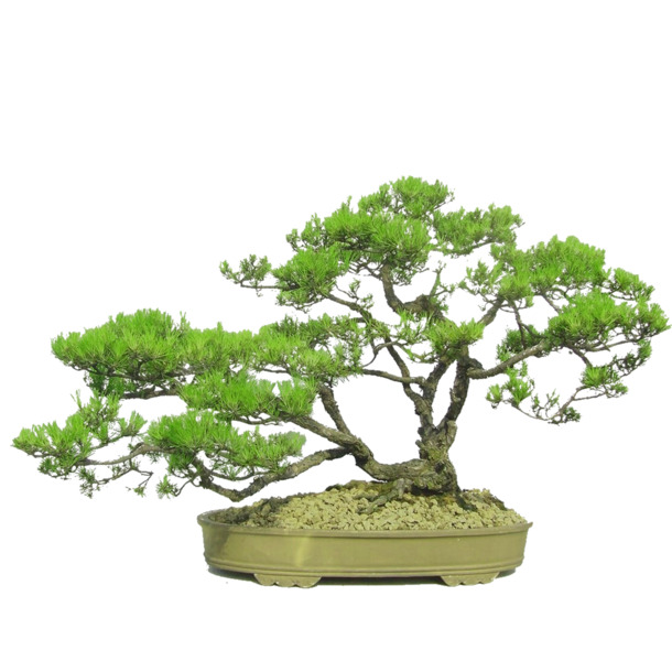 盆栽PNG透明图片，高清装饰元素与植物设计素材下载