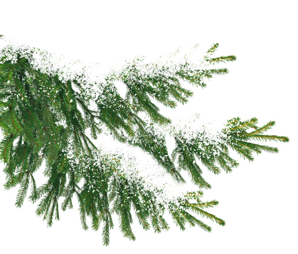 绿色松针PNG透明图，高清植物装饰素材，免费下载