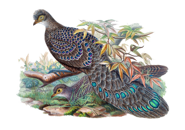 手绘花鸟插画PNG透明图，精美装饰元素，设计素材一键下载