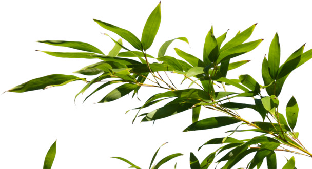 竹子竹叶高清PNG透明图片，动植物元素设计素材免费下载