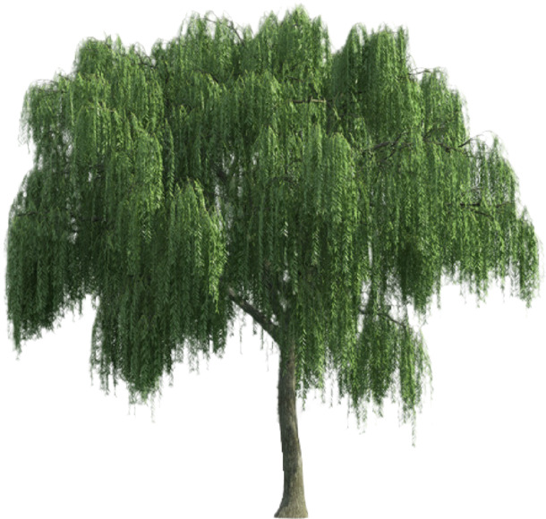 柳树高清PNG透明图片，动植物元素设计素材，免费下载