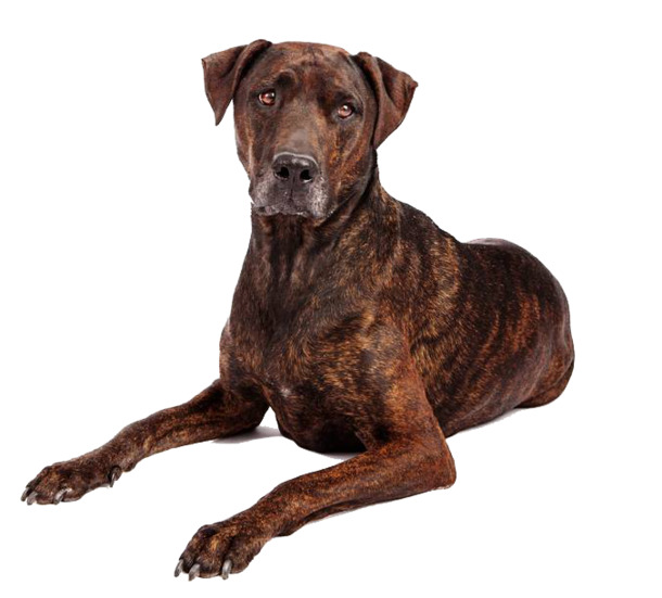 大猎犬摄影精选，高清PNG透明动植物元素动物图片，设计素材免费下载