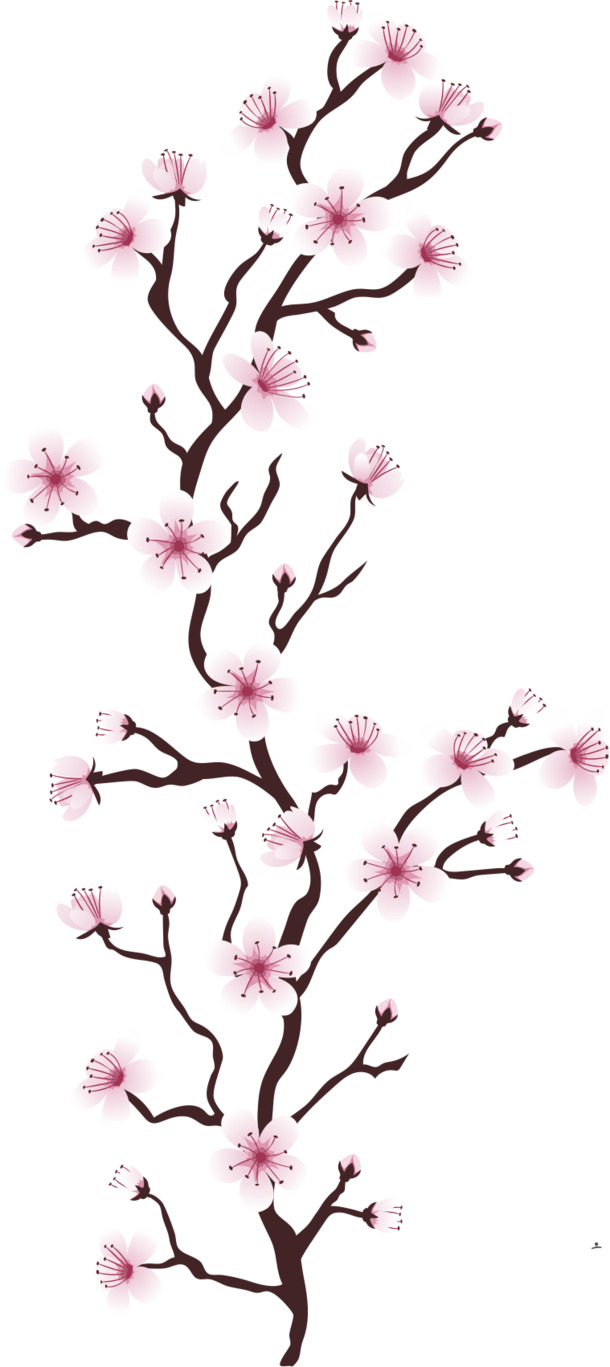 粉色樱花PNG透明图，高清植物装饰元素，设计素材免费下载