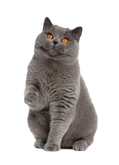 深灰色猫咪PNG透明图，高清动植物元素，动物设计素材免费下载
