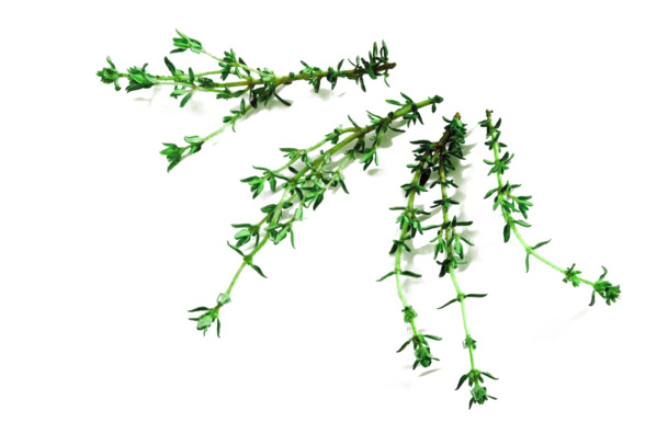 高清PNG四株百里香植物素材，透明动植物元素，设计下载必备