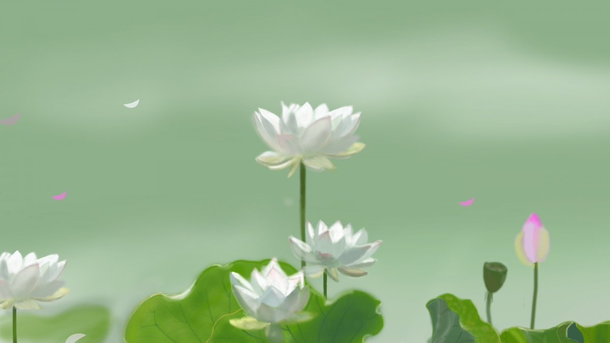 8K高清荷花壁纸，白色亭亭玉立，清新护眼，原创风景美图下载