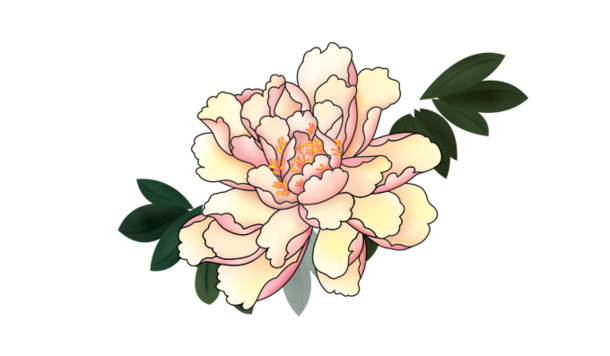 中秋手绘牡丹PNG透明图，高清PSD设计素材，节日元素一键下载