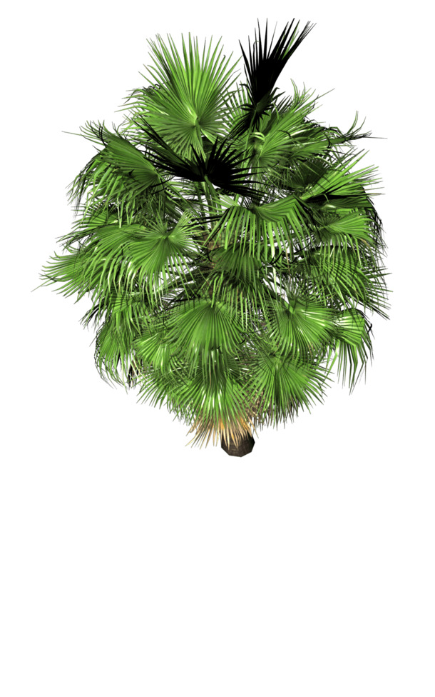 树木俯瞰高清PNG透明图，动植物元素，植物设计素材下载
