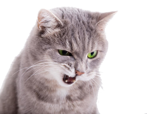 怒吼猫咪PNG透明图，高清动植物元素，动物图片设计素材下载