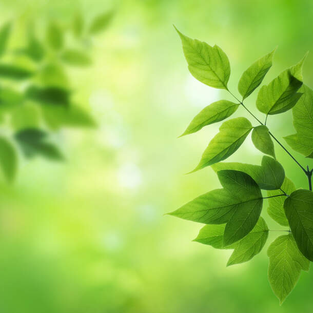 绿叶背景PNG透明图片，高清底纹素材，免费下载设计元素