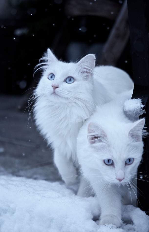 波斯猫高清PNG，白身蓝眸，透明背景，设计素材下载